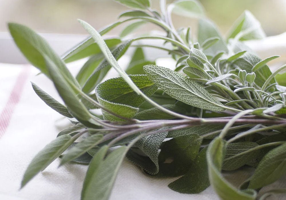 Natürliches Antibiotikum – Was wirkt antibakteriell?